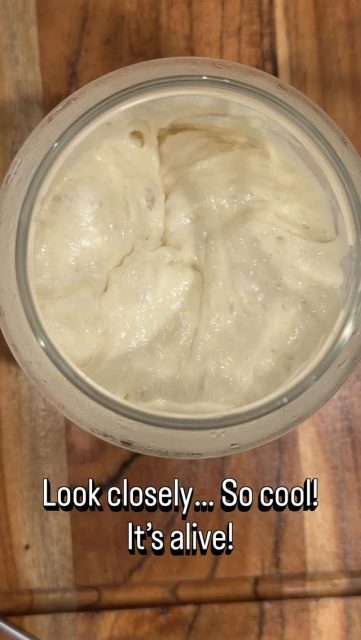 Bubbles is ready to go for my croissant sourdough bake today! Using Kerrygold garlic and herb butter after the bulk ferment, SO excited!  #sourdoughbaking #bakeday #bubbles #sourdoughstarter #itsalive